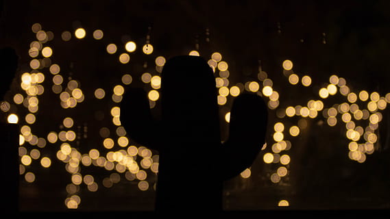 bokeh, lumière, paysage de lumière, cactus, arbre, Sapin de Noël, décoration de Noël, lumière de Noël, fond d'écran, fond d'écran HD, haute définition, Full HD, nuit, illuminé, une personne, silhouette, défocalisé, adulte, partie du corps humain, matériel d'éclairage, ville, foncé, en plein air, main, en portant, lumière - phénomène naturel, architecture, la communication, main humaine, la nature, personne méconnaissable, bras humain, 2K, CC0, domaine public, libre de droits