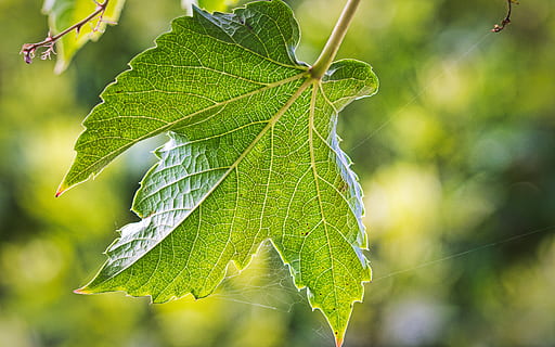 Weinpartner, Blatt, Hintergrund, Struktur, Nahansicht, Grün, Pflanzenteil, grüne Farbe, Pflanze, Fokus auf den Vordergrund, Wachstum, Natur, Tag, keine Leute, Schönheit in der Natur, Blattvene, Baum, draußen, Sonnenlicht, Zweig, selektiver Fokus, natürliches Muster, Frische, Ast, Blätter, 5K, CC0, gemeinfrei, lizenzfrei