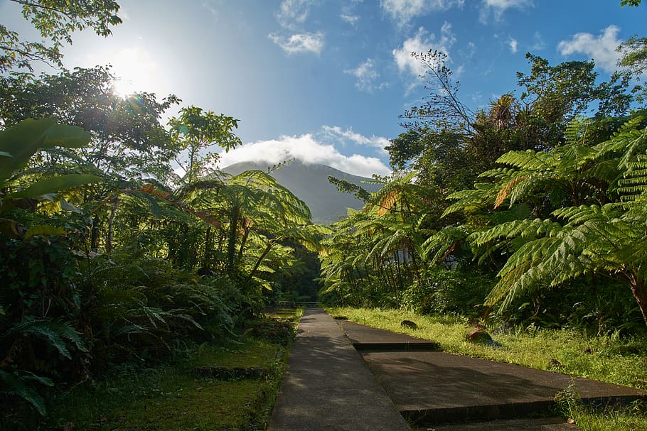 pavimentat, camí, arbres, plantes, blau, cel, bonic, núvols, la llum del dia, medi ambient, flora, jardí, herba, fulles, exuberant, muntanya, naturalesa, a l'aire lliure, parc, camí pavimentat, selva tropical, estiu, sol, llum solar, viatjar, tropical, boscos, planta, creixement, arbre, el camí a seguir, color verd, direcció, bellesa a la natura, tranquil·litat, escena tranquil·la, núvol - cel, sendera, escenics - natura, dia, terra, cap gent, escena no urbana, paisatge, perspectiva decreixent, 5K