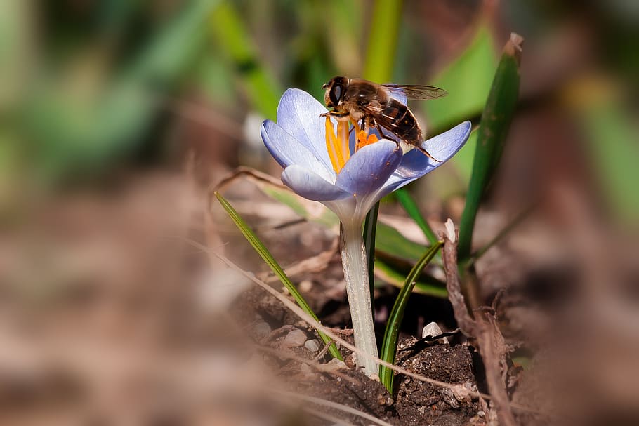 safrà, hoverfly, primavera, schwertlilie gewaechs, safrà de primavera, flor, florir, pol·len, flora, naturalesa, violeta, blau, flors, lenz, frühlingsanfang, el començament de la primavera, despertar de primavera, macro, crocus candidus, espècies silvestres, krokus híbrid, planta amb flors, planta, fauna animal, animal, bellesa a la natura, fragilitat, vulnerabilitat, temes d'animals, invertebrat, creixement, insecte, pètal, un animal, animals a la natura, frescor, primer pla, cap gent, enfocament selectiu, cap de flor, polinització, 4K