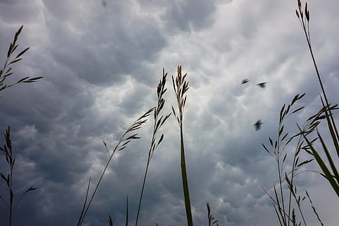 himmel, storm, storming, skyer, Sky, overskyet, blå, sommer, regn, solnedgang, middag, forår, hed, uden for, udendørs, natur, græs, lang, vild, fugle, sky - himmel, lav vinkel visning, skønhed i naturen, plante, vækst, ingen mennesker, ro, dag, rolig scene, scenics - natur, tæt på, plantestamme, fokus på forgrunden, silhuet, ikke-urbane scene, stilk, 5K, CC0, offentligt domæne, royaltyfrie