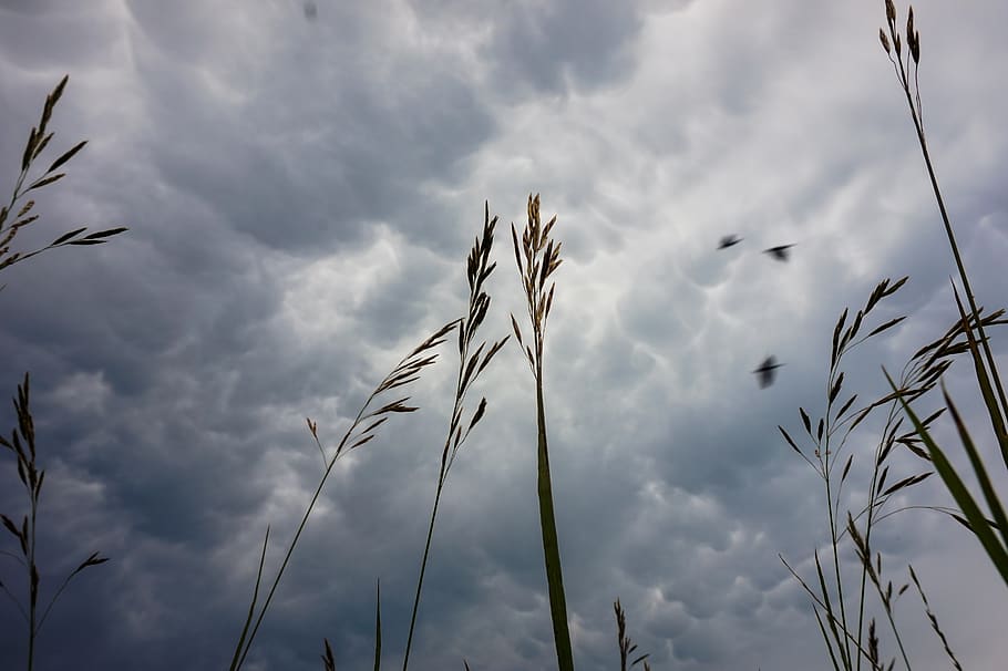 cielo, tempesta, storming, nuvole, nube, nuvoloso, blu, estate, pioggia, tramonto, mezzogiorno, primavera, caldo, al di fuori, all'aperto, natura, erba, lungo, selvaggio, uccelli, nuvola - cielo, Inquadratura dal basso, bellezza nella natura, pianta, crescita, nessuno, la tranquillità, giorno, scena tranquilla, scenics - natura, avvicinamento, stelo vegetale, concentrarsi sulle conoscenze acquisite, silhouette, scena non urbana, gambo, 5K