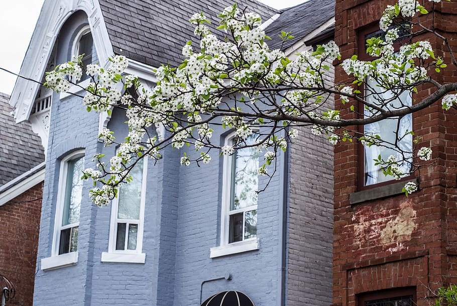toronto, Canadà, arbres, blau, brillant, blanc, feliç, estiu, naturalesa, barri, urbà, ciutat, flor, flors, primavera, arbre, exterior de l'edifici, arquitectura, estructura construïda, planta, edifici, vista d’angle baix, finestra, dia, cap gent, creixement, a l'aire lliure, branca, planta amb flors, barri residencial, maó, casa, 4K