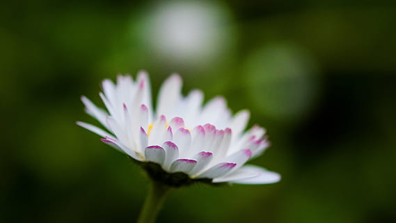 tusindfryd, forår, natur, flor, flora, skønhed, tæt, farverig, bella, hvid, orange, naturlig, baggrund, blomster, dekorative, blomst, blomstrende plante, friskhed, sårbarhed, plante, skrøbelighed, kronblad, tæt på, skønhed i naturen, blomsterstand, blomsterhoved, lyserød farve, vækst, ingen mennesker, selektiv fokusering, dag, åkande, fokus på forgrunden, pollen, 5K, CC0, offentligt domæne, royaltyfrie