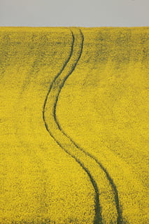 Zig zig zag ceļi, dzeltens, ainavu, nav cilvēku, zeme, vidi, zaļā krāsa, raksturs, skaistums dabā, dienā, augu, skatuves - daba, miers, lauksaimniecību, augsts leņķa skats, ārā, jomā, mierīga aina, izaugsmi, zāli, saules gaisma, 5K, CC0, publiskais domēns, bez atlīdzības