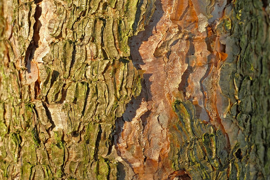 boom, schors, hout, texturen, natuur, Bos, achtergrond, romp, boomstam, getextureerde, fabriek, volledig kader, achtergronden, detailopname, patroon, geen mensen, ruw, natuurlijk patroon, plantenschors, dag, hout - materiaal, bruin, buitenshuis, groei, verweerde, getextureerd effect, natuurlijke toestand, 5K