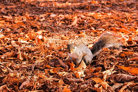 esquirol, full, durant el dia, animal, rosegador, mamífer, sòl, caní, coyote, Itàlia, ciutat metropolitana del turí, cua espessa, fulles, tardor, llum solar, bigotis, pell, parc, naturalesa, taronja, temes d'animals, un animal, fauna animal, part de la planta, animals a la natura, vertebrats, cap gent, dia, terra, camp, a l'aire lliure, centrar-se en primer pla, canvi, 5K, CC0, domini públic, lliure de regalies
