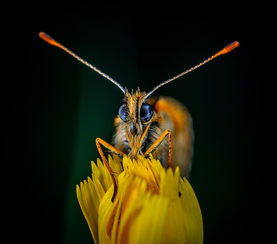 makro, hmyz, motýl, lepidoptera, bespozvonochnoe, metalmark, květ, oko, zvířat, bezobratlý, zvíře, jednoho zvířete, detail, zvířata ve volné přírodě, kvetoucí rostlina, křehkost, krása v přírodě, zranitelnost, rostlina, žlutá, černé pozadí, nikdo, Příroda, okvětní lístek, svěžest, květu hlavy, pyl, opylování, 4K