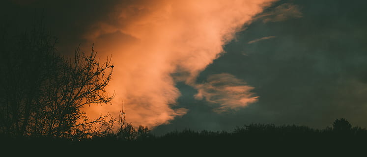 siluets, koki, zils, debesis, balts, mākoņi, apgaismots, tumšs, vakarā, zelta stunda, ainavu, raksturs, dabas fotogrāfija, skatuvisks, saulrieta, koks, skaistums dabā, augu, miers, mākonis - debesis, skatuves - daba, oranža krāsa, mierīga aina, nav cilvēku, ārpus pilsētas, idillisks, izaugsmi, vidi, zems leņķa skats, zeme, ārā, piesārņojumu, 5K, CC0, publiskais domēns, bez atlīdzības
