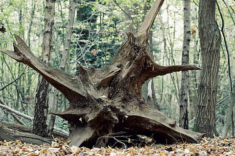 albero, radici, caduto, radice, decadimento, autunno, bosco, foresta, ceppo, legname, alberi, macchia, ceduo, Morte, vecchio, pianta, tronco, terra, tronco d'albero, natura, giorno, nessuno, crescita, scena non urbana, ambiente, la tranquillità, all'aperto, bellezza nella natura, caduta, paesaggio, legno - materiale, concentrarsi sulle conoscenze acquisite, pianta morta, abbaiare, 4K, CC0, dominio pubblico, privo di copyright