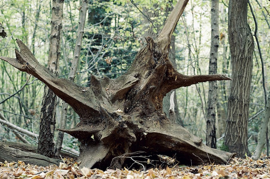 arbre, arrels, caigut, arrel, decaïment, tardor, bosc, registre, fusta, arbres, matollar, copseig, mort, vell, planta, tronc, terra, tronc de l'arbre, naturalesa, dia, cap gent, creixement, escena no urbana, medi ambient, tranquil·litat, a l'aire lliure, bellesa a la natura, caient, paisatge, material de fusta, centrar-se en primer pla, planta morta, escorça, 4K