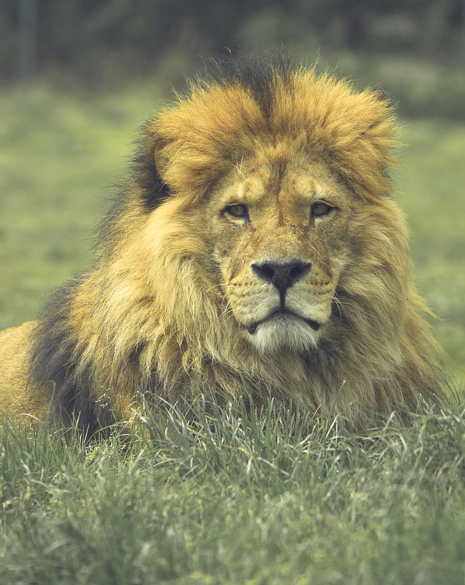leul brun, animal, animale tematice, mamifer, felin, leu - felina, pisică, animale sălbatice, animale în sălbăticie, un animal, iarbă, animal de sex masculin, nici o persoana, animale vertebrate, plantă, natură, zi, Safari, portret, Carnivora, cap de animal, în aer liber, pisică fără domesticire, 4K