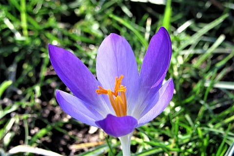 krokus, de lente, bloeien, lente bloem, paars, bloem, groente, kleurrijk, bloeiende plant, fabriek, kwetsbaarheid, schoonheid in de natuur, breekbaarheid, versheid, bloemblad, groei, bloemhoofd, bloeiwijze, detailopname, natuur, Purper, geen mensen, dag, focus op de voorgrond, veld-, stuifmeel, iris, 2K, CC0, publiek domein, royaltyvrij