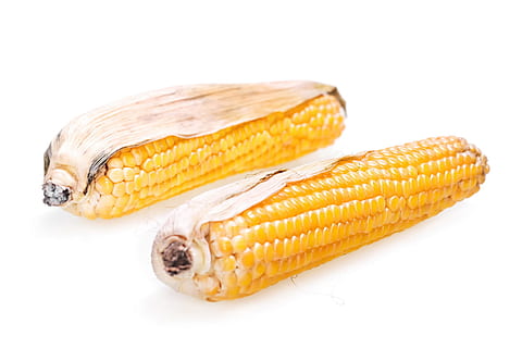 corn, crop, cooked, ear, meal, cutout, prepared, yellow, cob, cuisine, boiled, cooking, food, isolated, wet, white, corncob, cornonthecob, maize, indiancorn, vegetable, fastfood, freshly, harvested, harvesting, husk, ingredient, kernels, , raw, food and drink, wellbeing, freshness, corn on the cob, healthy eating, white background, sweetcorn, cut out, close-up, corn - crop, indoors, raw food, studio shot, organic, agriculture, single object, vegetarian food, ripe, snack, vegan, dieting, 720P, CC0, public domain, royalty free