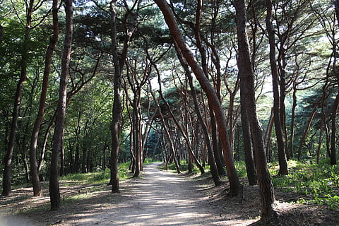 borovice, divoký, zastavit, hrubý, sol trávník, krajina, dřevo, Příroda, les, a thu, všechny tyto roky, Dějiny, strom, rostlina, klid, kmen stromu, kufr, růst, krása v přírodě, směr, cesta vpřed, přistát, nikdo, den, klidné scény, silnice, mimoměstské scény, scenics - příroda, slunečního světla, venku, treelined, bambus - rostlina, 5K, CC0, veřejná doména, bez autorských práv