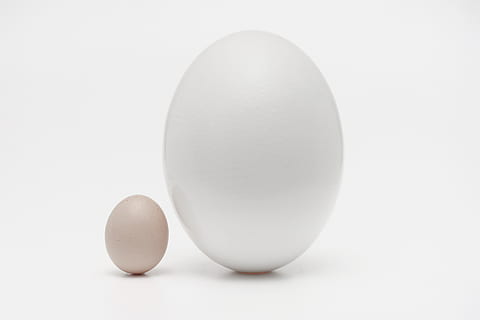 dos ous orgànics, ou, menjar, ou de Pasqua, pastilla, medicació, oval, fons de pantalla, geomètric, germans, blanc, el petit i el gran, ous, porcellana, art, ceràmica, culinari, sucre, mel, bresca, maionesa, tir de l'estudi, fons blanc, menjar i beguda, primer pla, Color blanc, cap gent, alimentació saludable, sol objecte, ous d’animals, tallar, a l'interior, còpia espai, benestar, aliments crus, vulnerabilitat, natura morta, fragilitat, frescor, esmorzar, 4K, CC0, domini públic, lliure de regalies