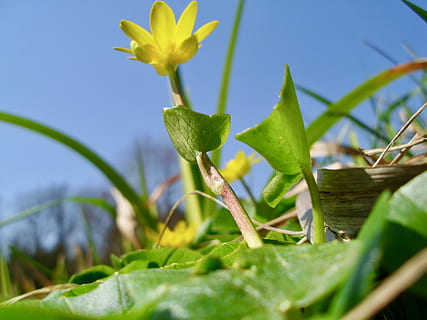 gras, primavera, fiore, pianta, foglia, parte vegetale, crescita, avvicinamento, natura, colore verde, messa a fuoco selettiva, nessuno, freschezza, bellezza nella natura, pianta fiorita, giorno, all'aperto, cielo, cibo, cielo sereno, blu, vulnerabilità, 2K, CC0, dominio pubblico, privo di copyright