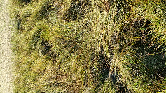 grønt gress, gress, anlegg, vegetasjon, busk, Agropyron, plen, bakke, #grass #lush #seat #soft #takeabreak #relax #nature #green #recharge, natur, utendørs, stein, mose, siv, land, alger, felt, Grovfôr, vei, jord, vekst, grønn farge, ingen folk, full ramme, bakgrunn, dag, skjønnhet i naturen, ro, nærbilde, jordbruk, høy vinkel visning, tre, landskap, avling, bambus - plante, 5K, CC0, offentlig domene, opphavsrett gratis