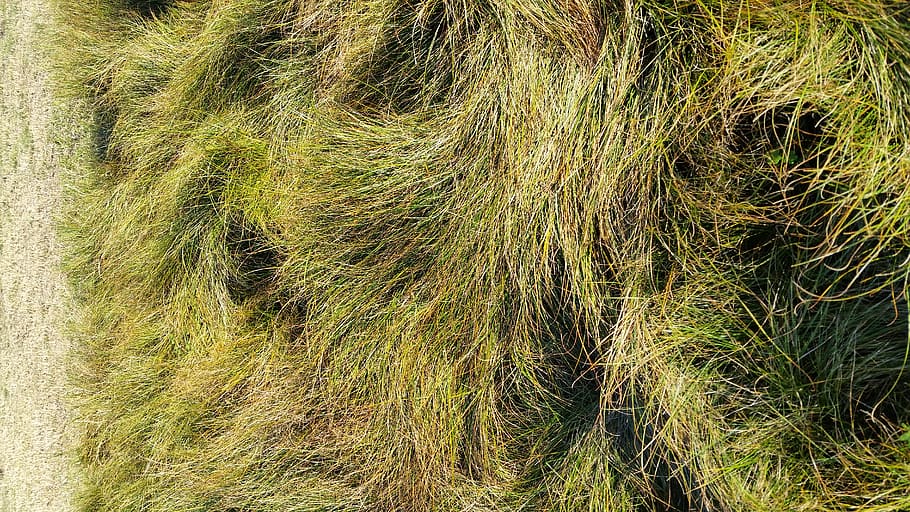 gespa verda, herba, planta, vegetació, arbust, agropyron, gespa, sòl, #grass #lush #seat #soft #takeabreak #relax #nature #green #recharge, naturalesa, a l'aire lliure, rock, molsa, canya, terra, algues, camp, pastures, carretera, manera, creixement, color verd, cap gent, marc complet, fons, dia, bellesa a la natura, tranquil·litat, primer pla, agricultura, vista d’angle alt, arbre, paisatge, cultiu, bambú - planta, 5K