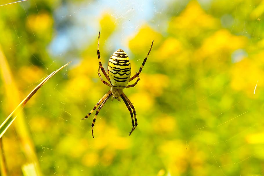 tygrzyk paskowany, aràcnids, insecte, teranyina, animals, naturalesa, a la cort de, invertebrats, artròpodes, primer pla, web de l'aranya, gespa, verd, aranya, por, pelut, fòbia, horripilant, agressiu, color, bonic, viu, el medi ambient, biologia, animal, fauna animal, un animal, animals a la natura, temes d'animals, invertebrat, centrar-se en primer pla, dia, cap gent, bellesa a la natura, color verd, fragilitat, artròpode, part del cos dels animals, a l'aire lliure, web, 4K