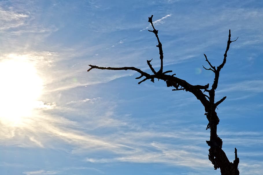 Baum, Sonne, Hintergrundbeleuchtung, Himmel, Wolken, Landschaft, Sonnenuntergang, Natur, Tod, ist gestorben, Stimmung, Silhouette, Dämmerung, wolke - himmel, Ast, keine Leute, Tag, Flachwinkelansicht, kahler Baum, Pflanze, Ruhe, draußen, Szenen - Natur, Sonnenlicht, Schönheit in der Natur, Tiere in freier Wildbahn, Baumstamm, ruhige Szene, Tierthemen, tote Pflanze, 5K