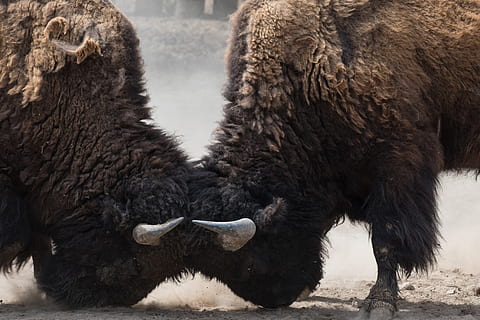 Due, bisonti, combattente, capo, mammifero, animale, temi animali, gruppo di animali, due animali, fauna selvatica, bestiame, animali domestici, nessuno, animali allo stato selvatico, vertebrato, natura, cornuto, terra, giorno, campo, all'aperto, domestico, erbivoro, testa di animale, aggressione, 5K, CC0, dominio pubblico, privo di copyright