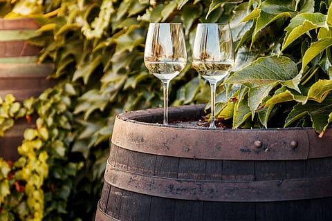 barril de vino, dos, lentes, blanco, viñedo, beber, alcohol, comida y bebida, vino, refresco, hoja, barril, vaso, parte de la planta, Copa de vino, planta, naturaleza, lagar, nadie, cilindro, color verde, vinificación, frescura, centrarse en primer plano, vino tinto, cata de vinos, 4K