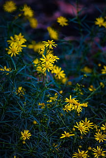 Germania, Köln, Mechernich, colori, foresta, contento, fiori, giallo, fiore, pianta fiorita, pianta, bellezza nella natura, fragilità, vulnerabilità, freschezza, crescita, petalo, avvicinamento, natura, testa di fiore, infiorescenza, nessuno, giorno, concentrarsi sulle conoscenze acquisite, vista dall'alto, campo, all'aperto, 5K, CC0, dominio pubblico, privo di copyright