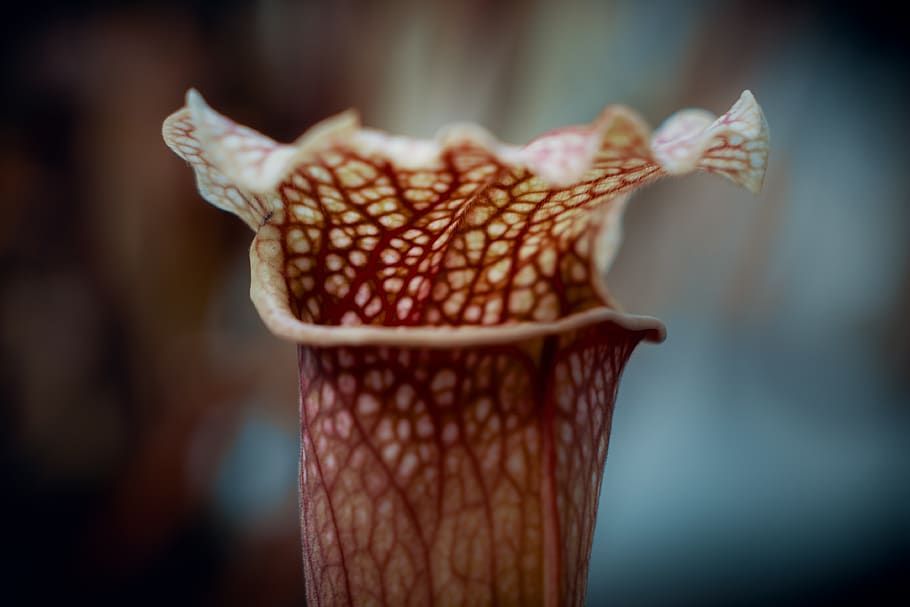 flor marró, planta, pètal, flor, el jardí botànic reial de Sydney, Austràlia, sydney, fong, aràcies, full, pol·len, jardí, naturalesa, a l'aire lliure, iris, molsa, animal, antera, anthurium, venes, primer pla, centrar-se en primer pla, a l'interior, menjar i beguda, menjar, cap gent, dia, frescor, indulgència, menjar dolç, enfocament selectiu, creativitat, natura morta, art i artesania, temptació, efecte texturat, 4K