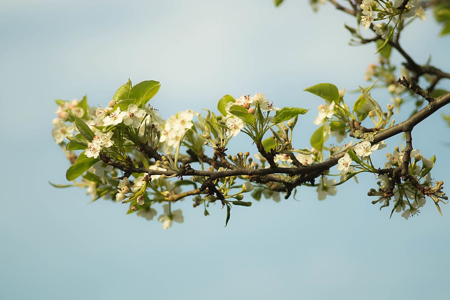 Ast, Blüten, Pflanze, Blume, Frische, blühende Pflanze, Baum, Schönheit in der Natur, Wachstum, Natur, keine Leute, Himmel, Frühling, Pflanzenteil, Tag, Blatt, Nahansicht, Zerbrechlichkeit, blühen, draußen, Verletzlichkeit, Kirschbaum, 5K