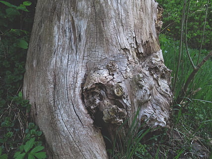 kelmas, miškas, medis, medžiai, medžio kamienas, bagažinė, augalų, žievė, mediena - medžiaga, tekstūruotas, nėra žmonių, dieną, augimą, pobūdį, žemės, sutelkti dėmesį į naujas žinias, šiurkštus, Iš arti, lauke, skylė, augalų žievė, 4K, CC0, Viešasis domenas, nemokamai