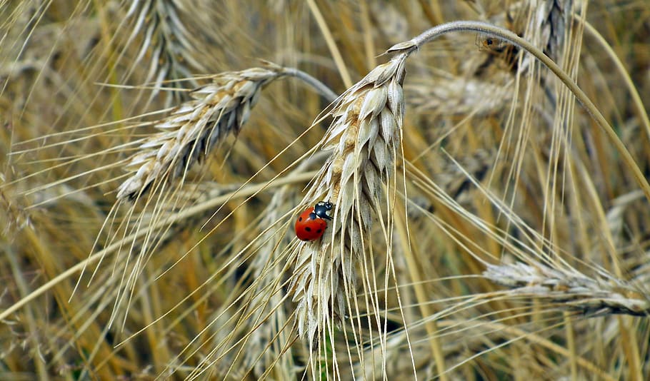 blat de moro, camp, insecte, marieta, estiu, agricultura, el cultiu de, escarabat, temes d'animals, un animal, animal, animals a la natura, invertebrat, planta, fauna animal, primer pla, naturalesa, cap gent, cultiu, planta de cereals, vermell, centrar-se en primer pla, enfocament selectiu, dia, tacat, 2K