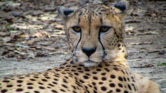 guepard al llit, guepard, animal, vida salvatge, mamífer, zoològic de Memphis, lleopard, jaguar, pantera, Memphis, tn, EUA, lunars, ull, cara, zoo, exòtic, gat exòtic, safari, felí, gris, Memphis, temes d'animals, animals a la natura, fauna animal, gat, un animal, gat gran, vertebrats, mirant la càmera, retrat, carnivora, cap gent, dia, naturalesa, tacat, centrar-se en primer pla, a l'aire lliure, cap d’animals, gat no domesticat, bigotis, 2K, CC0, domini públic, lliure de regalies