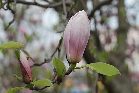 Blume, Frühling, Natur, Pflanze, Blumen, blühend, blühen, Tickets, natürlich, Botanik, wunderschönen, Weiß, botanisch, Flora, Farben, Schönheit, Ast, Garten, Rosa, Grün, Baum, Magnolie, Wachstum, Schönheit in der Natur, blühende Pflanze, pinke Farbe, Zerbrechlichkeit, Verletzlichkeit, Frische, Nahansicht, Fokus auf den Vordergrund, Blütenblatt, Blatt, Pflanzenteil, Knospe, keine Leute, Tag, Blütenkopf, draußen, lila, 2K, CC0, gemeinfrei, lizenzfrei