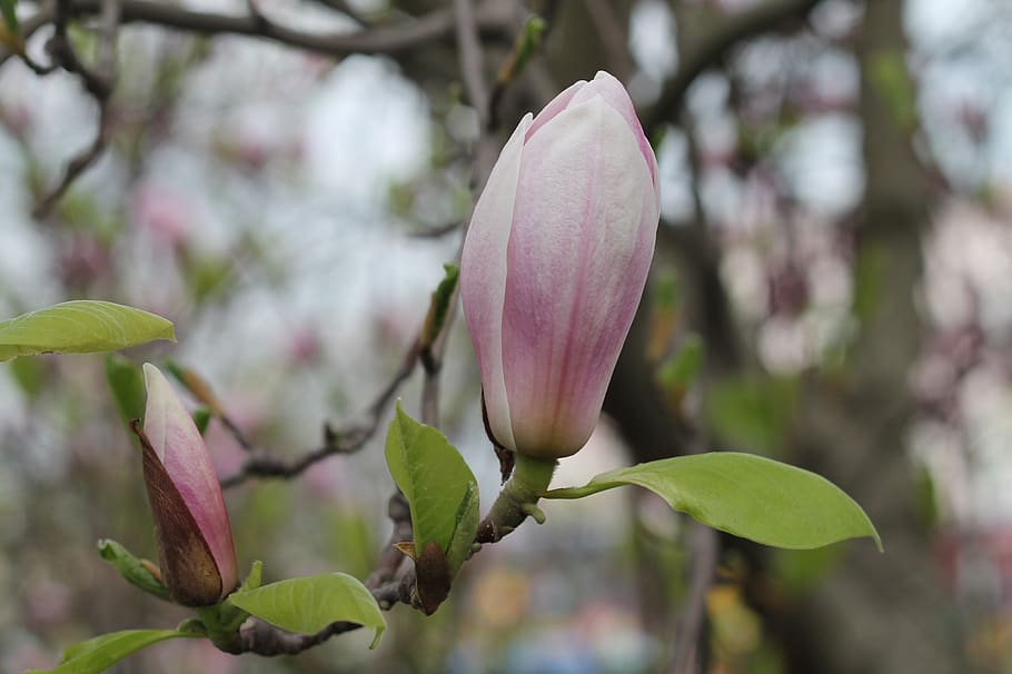 Blume, Frühling, Natur, Pflanze, Blumen, blühend, blühen, Tickets, natürlich, Botanik, wunderschönen, Weiß, botanisch, Flora, Farben, Schönheit, Ast, Garten, Rosa, Grün, Baum, Magnolie, Wachstum, Schönheit in der Natur, blühende Pflanze, pinke Farbe, Zerbrechlichkeit, Verletzlichkeit, Frische, Nahansicht, Fokus auf den Vordergrund, Blütenblatt, Blatt, Pflanzenteil, Knospe, keine Leute, Tag, Blütenkopf, draußen, lila, 2K