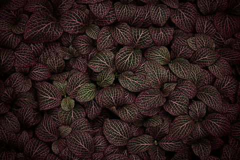 yarn, wool, rug, pattern, plant, texture, flat, foreboding, green, leaf, pink, leaves, dark, color, layer, brooding, dim, purple, electic, vibrant, full frame, backgrounds, no people, healthy eating, abundance, food, food and drink, large group of objects, wellbeing, red, directly above, freshness, high angle view, fruit, vegetable, day, natural pattern, nature, indoors, 5K, CC0, public domain, royalty free