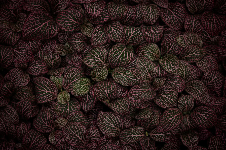 fil, llana, catifa, patró, planta, textura, pis, presentació, verd, full, rosa, fulles, fosc, color, capa, meditació, dim, porpra, elèctric, vibrant, marc complet, fons, cap gent, alimentació saludable, abundància, menjar, menjar i beguda, gran grup d'objectes, benestar, vermell, directament a sobre, frescor, vista d’angle alt, fruita, vegetals, dia, patró natural, naturalesa, a l'interior, 5K