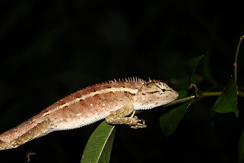 lizard, animal themes, one animal, animal, animal wildlife, reptile, animals in the wild, vertebrate, chameleon, nature, plant part, leaf, no people, close-up, night, plant, side view, outdoors, animal body part, full length, black background, profile view, rainforest, 2K, CC0, public domain, royalty free