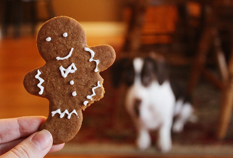 nærbillede fotografering, honningkage, sløring, brød, tæt på, cookie, nuttet, hund, fokus, mad, pattedyr, kæledyr, sidde, bedrift, sødt mad, menneskelig hånd, menneskelig kropsdel, en person, hånd, mad og drikke, bagt, fokus på forgrunden, sød, jul, repræsentation, fest, friskhed, peberkager, uigenkendelig person, kropsdel, fristelse, finger, 4K