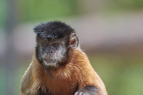 monkey, face, capuchin, cool, hairstyle, mimic, primate, one animal, animal wildlife, mammal, animals in the wild, vertebrate, focus on foreground, nature, no people, looking, ape, day, outdoors, land, portrait, forest, rainforest, contemplation, tropical rainforest, animal eye, 2K, CC0, public domain, royalty free