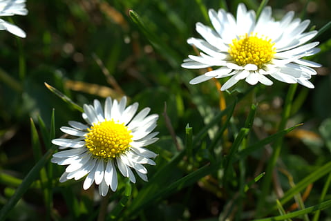 daisy, easter, garden, meadow, spring, summer, plant, blossom, bloom, flower, grass, yellow, white, sunny, cheerful, soft, dom, pointed flower, field, nature, weather, sunshine, flowering plant, vulnerability, freshness, fragility, white color, beauty in nature, growth, petal, inflorescence, flower head, close-up, focus on foreground, pollen, day, no people, 5K, CC0, public domain, royalty free