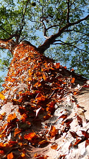 tree, tribe, bark, red, nature, mexico, plant, plant part, autumn, leaf, no people, day, orange color, trunk, tree trunk, change, branch, growth, outdoors, beauty in nature, low angle view, tranquility, non-urban scene, close-up, leaves, 4K, CC0, public domain, royalty free