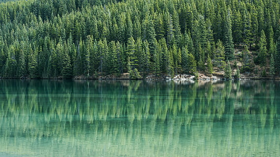 Kiefern, Kiefer, Baum, Wasser, See, Reflexion, Grün, Landschaft, Ufer, Umgebung, immergrün, Wildnis, Natur, draußen, Nadelholz, Schönheit in der Natur, Pflanze, Szenen - Natur, Ruhe, ruhige Szene, Ufergegend, keine Leute, grüne Farbe, Tag, Wald, Nicht-städtische Szene, Land, Wachstum, idyllisch, Nadelbaum, Kiefernwald, Tannenbaum, Reflexionssee, 5K, CC0, gemeinfrei, lizenzfrei