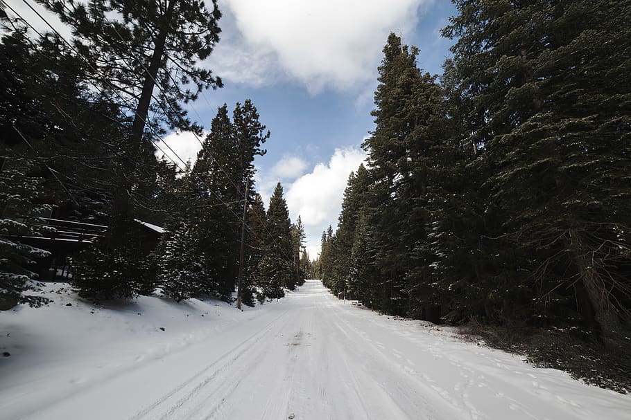 verd, arbres amb fulles, neu, núvols, fred, durant el dia, bosc, gelades, gelada, congelat, gel, paisatge, naturalesa, carretera, escènic, temporada, cel, nevat, arbres, temps, blanc, hivern, paisatge d'hivern, boscos, arbre, planta, temperatura de fred, el camí a seguir, direcció, transport, cap gent, perspectiva decreixent, bellesa a la natura, Color blanc, escenics - natura, cobertura, creixement, dia, a l'aire lliure, 5K