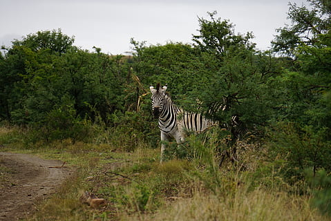 zebra atrás das árvores, animais selvagens, mamífero, animal, zebra, chão, plantar, árvore, asfalto, alcatrão, campo, pastagem, savana, natureza, ao ar livre, abies, abeto, javali, cavalo, girafa, região selvagem, temas animais, crescimento, cor verde, animais em estado selvagem, terra, grama, ninguém, listrado, vertebrado, dia, safári, tigre, herbívoro, 4K, CC0, domínio público, royalty free