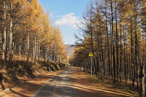 pathway, surrounded, trees, tree, plant, road, conifer, way, highway, tarmac, asphalt, abies, fir, birch, nature, larch, autum, spruce, sign, symbol, urban, transportation, the way forward, direction, autumn, growth, change, day, no people, beauty in nature, land, diminishing perspective, tranquility, sky, forest, scenics - nature, tranquil scene, outdoors, woodland, treelined, long, 5K, CC0, public domain, royalty free