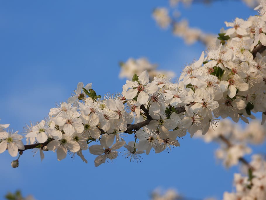 primavera, flors, pruna, arbre, planta, naturalesa, figura, jardí, bellesa, macro, cel, cel blau, primer pla, natural, flors blanques, floració, planta amb flors, flor, fragilitat, frescor, vulnerabilitat, branca, bellesa a la natura, creixement, blau, dia, centrar-se en primer pla, vista d’angle baix, cap gent, a l'aire lliure, flor de cirerer, cap de flor, cirerer, Ram de flors, 4K