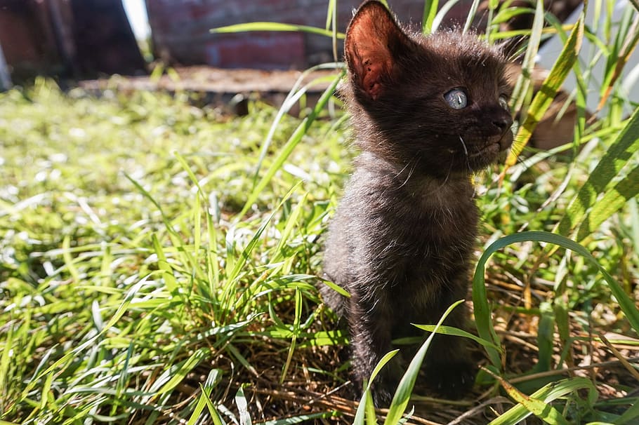featured, ny, killing, kat, kitty, baby, dyr, sort, blå, øjne, græs, gård, uden for, udendørs, natur, plante, pels, lodne, lille, indenlandske, kæledyr, dyre temaer, feline, et dyr, indenlandske kat, pattedyr, husdyr, hvirveldyr, ingen mennesker, kigger væk, jord, leder, grøn farve, Mark, bakkenbart, 5K