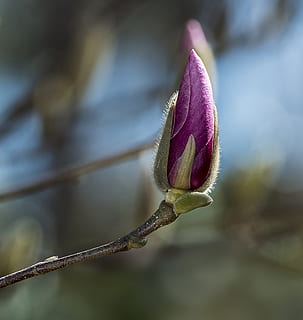 fuzzy, de lente, bloem, knop, roze, magnolia, bomen, fabriek, bloeiende plant, detailopname, schoonheid in de natuur, breekbaarheid, kwetsbaarheid, begin, groei, focus op de voorgrond, natuur, versheid, geen mensen, nieuw leven, bloemblad, roze kleur, dag, plant stengel, bloeiwijze, bloemhoofd, buitenshuis, lente, kelkblad, Purper, 1080P, CC0, publiek domein, royaltyvrij