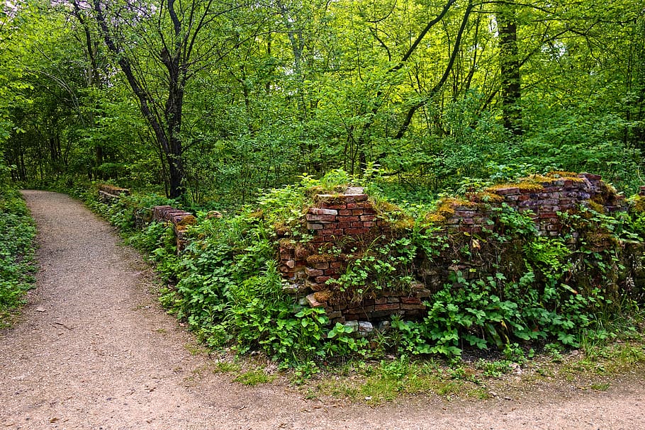 Park, Fußweg, Wand, Vegetation, Baum, Frühlingslaub, grüner Frühling, draussen, Pflanze, grüne Farbe, Wachstum, Richtung, Schönheit in der Natur, der Weg nach vorn, Natur, Ruhe, Wald, keine Leute, Tag, ruhige Szene, Land, Nicht-städtische Szene, Szenen - Natur, Laub, üppiges Laub, draußen, abnehmende Perspektive, 5K